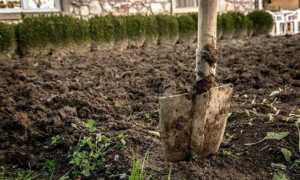 Чем обработать землю весной: способы и рекомендации