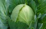 Обзор лучших сортов белокочанной капусты с фото и описанием
