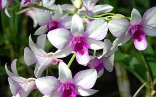 Удобрение орхидей для цветения в домашних условиях
