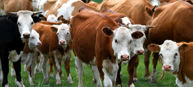 Особенности доения коров