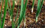 Как вырастить лук из семян, ВО САДУ И В ОГОРОДЕ