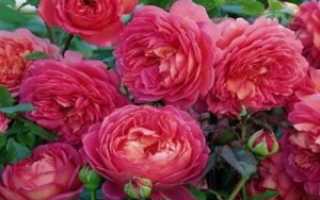 Английская роза: описание, посадка и уход