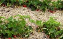 Подкормка клубники весной или чем лучше удобрять ягоду