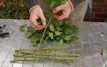 Как укоренить розы из букета зимой: размножение черенкованием и выращивание саженца