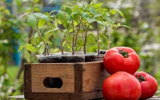 Выращивание рассады томатов — 3 легких способа с инструкциями!