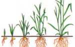 Период вегетации растений: что это такое, как определяется, сроки вегетации