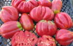Крупноплодные томаты: сладкие, лучшие и урожайные, описание с фото