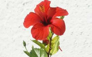 Гибискус: полезные свойства и вред цветка, выращивание и уход в домашних условиях