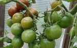 Как вырастить урожайную рассаду помидоров в домашних условиях