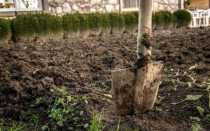Чем обработать землю весной: способы и рекомендации