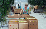 Как выбрать коробки для перевозки овощей