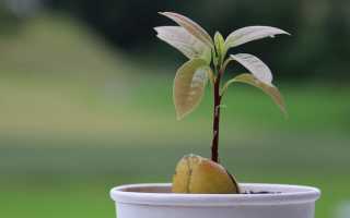 Авокадо: выращивание