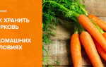Как хранить морковь в домашних условиях в квартире и частном доме