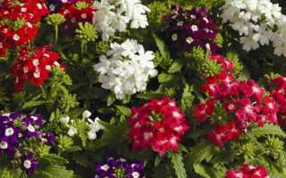 Вербена: когда сажать и как выращивать цветок