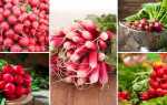 Как вырастить редис в теплице зимой на продажу: лучшие сорта
