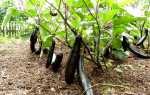 Баклажаны: выращивание и уход в открытом грунте, как правильно сажать