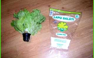 Выращивание салата в теплице зимой на продажу — Всё про теплицы