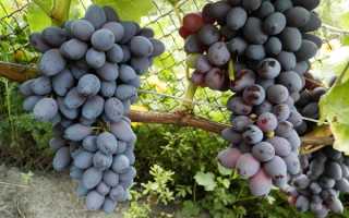 Виноград Юпитер: описание сорта, достоинства и недостатки кишмиша