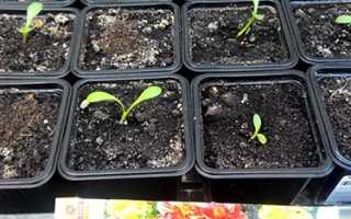 Выращивание однолетних георгин из семян: посадка на рассаду и уход в открытом грунте