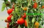 Когда сажать томаты на рассаду в 2019 году: сроки посева помидор и высаживания рассады в открытый грунт