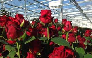 Выращивание роз в теплице на продажу