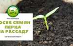 Посадка перца на рассаду: как посадить и посеять семена сладкого болгарского перца правильно, а также почему оптимальный срок для высадки — конец февраля?