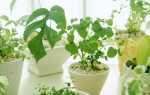 10 законов выращивания комнатных растений