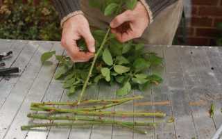 Как укоренить розы из букета зимой: размножение черенкованием и выращивание саженца