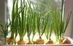 Зеленый лук на подоконнике дома: как вырастить, как посадить на зелень, в воде