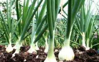 Выращивание лука и уход в открытом грунте: как получить хороший урожай