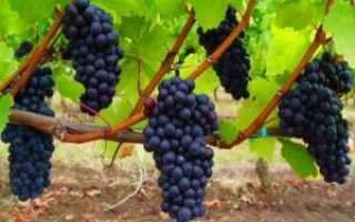 Выращивание винограда в средней полосе для начинающих: советы