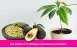 Как вырастить: Авокадо от косточки до плодоносящего дерева