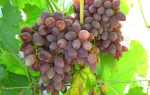 Кинельский виноград