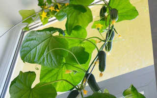 Выращивание огурцов на балконе пошагово: секреты агротехники