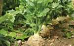 Сельдерей – посадка, уход и выращивание в открытом грунте
