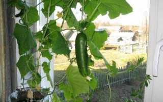 Балконный огурец f1: выращивание на окне и подоконнике, уход