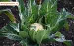 Как вырастить цветную капусту на огороде: тонкости ухода